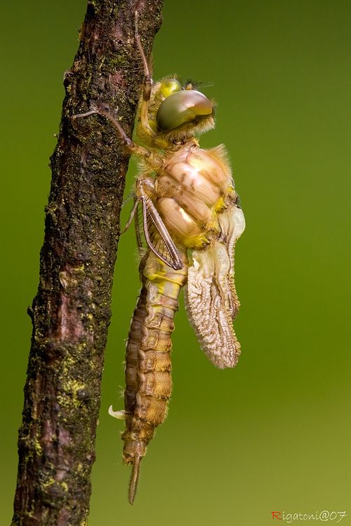 Sie werden größer.... Libellen Metamorphose