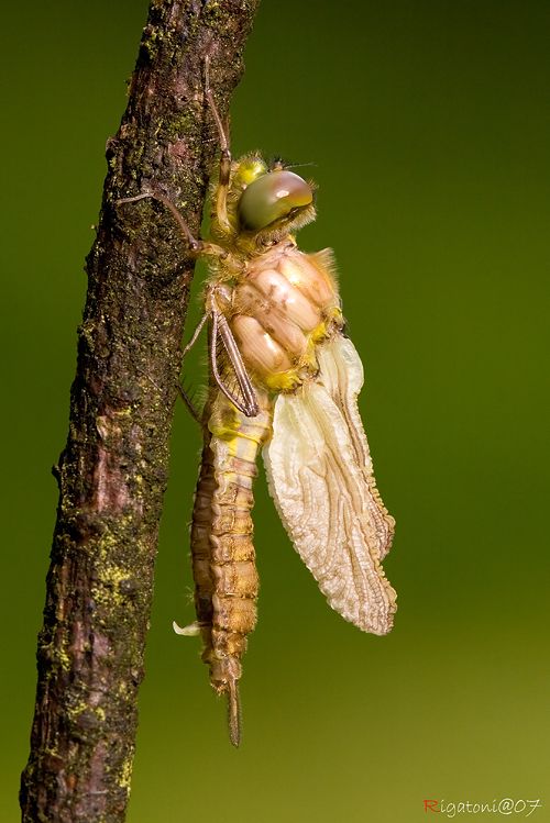 ... und größer.... Libellen Metamorphose