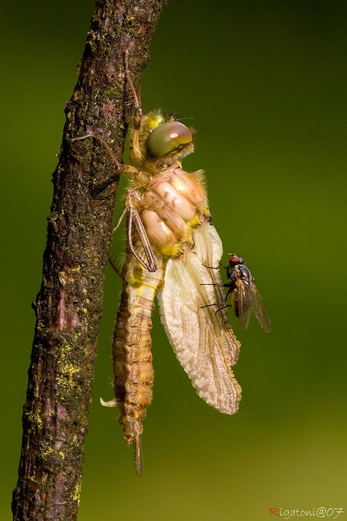 ... und größer.... Libellen Metamorphose