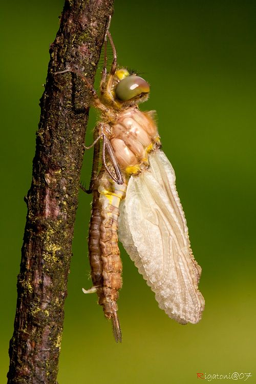 ... und größer.... Libellen Metamorphose