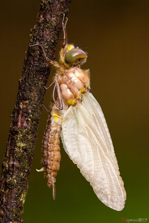 ... und größer.... Libellen Metamorphose