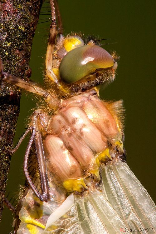 Details... Libellen Metamorphose