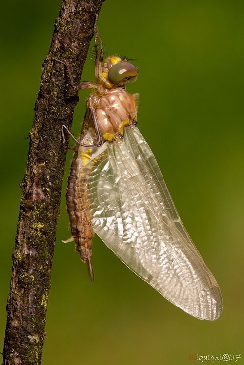 bis sie letztendlich voll ausgewachsen sind, nun kann die Libelle zum erstenJungfernflug aufbrechen, der gerade nach oben geht und hier die Libelle für viele Feinde sehr gut zu Fangen ist. Libellen Metamorphose