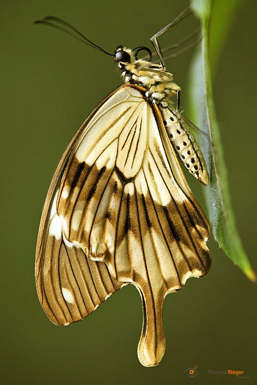 Papilio dardanus