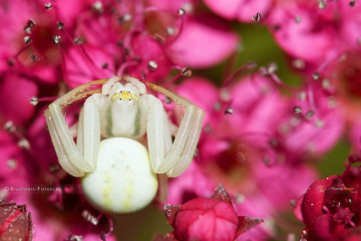 Veränderliche Krabbenspinne (Misumena vatia)