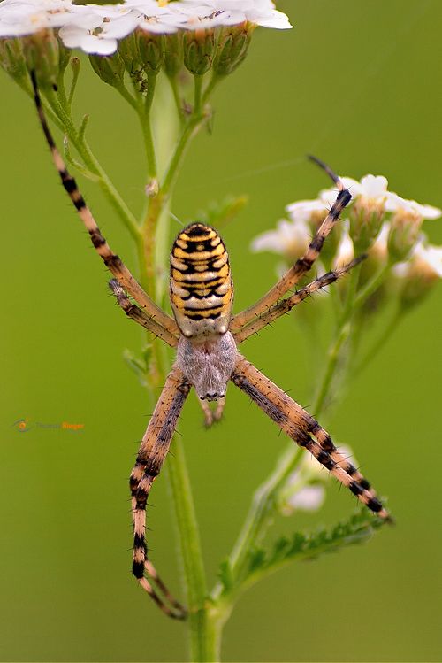 Wespenspinne (Argiope bruennichi)