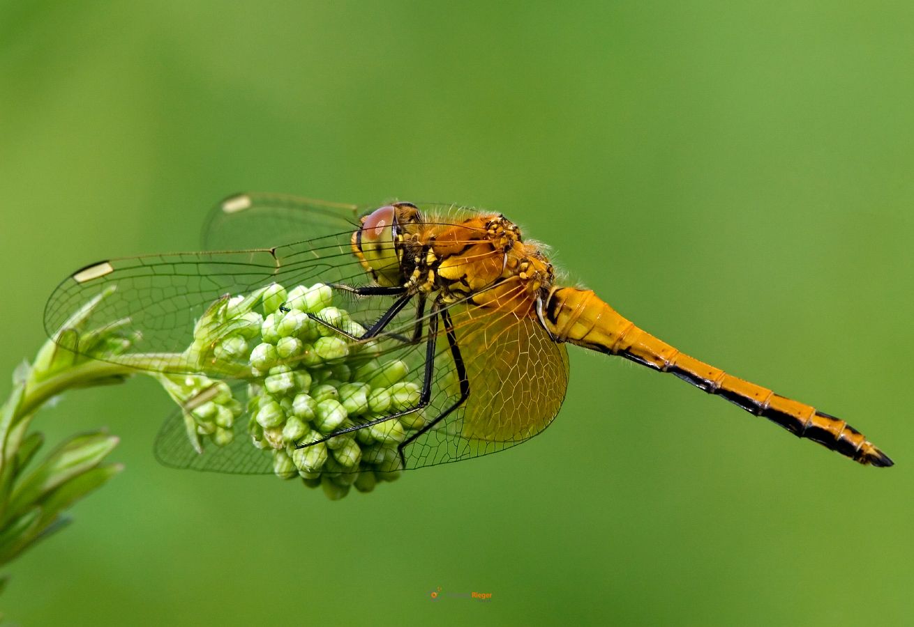 jungtier Gefleckte Heidelibelle (Sympetrum flaveolum)