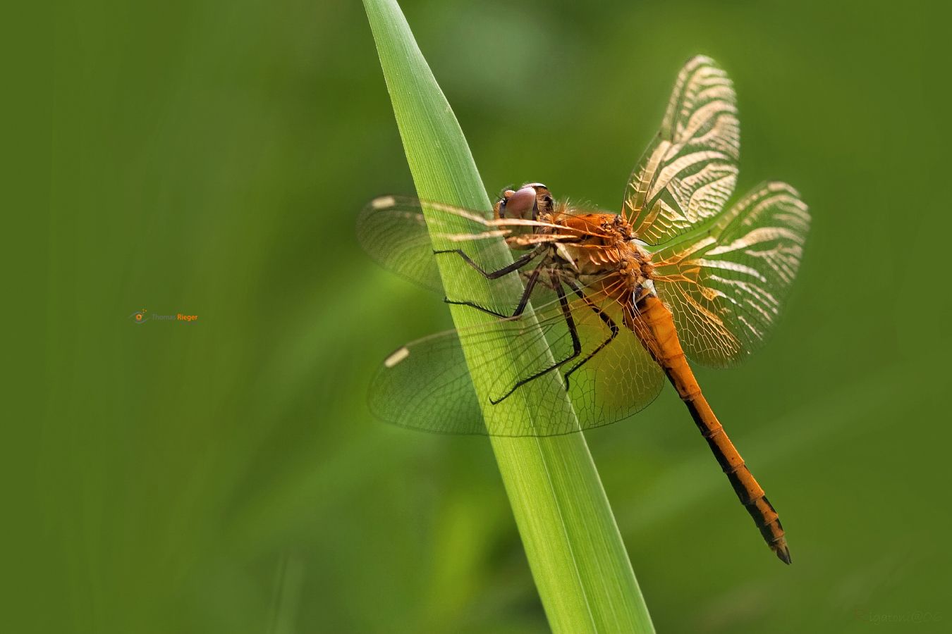jungtier Gefleckte Heidelibelle (Sympetrum flaveolum)