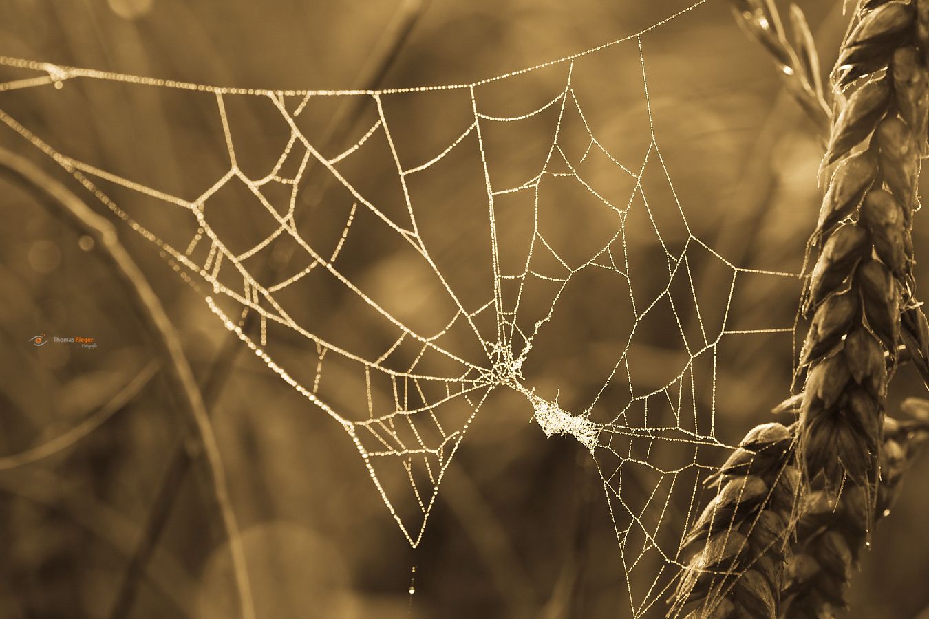 Spinnennetz im Morgentau