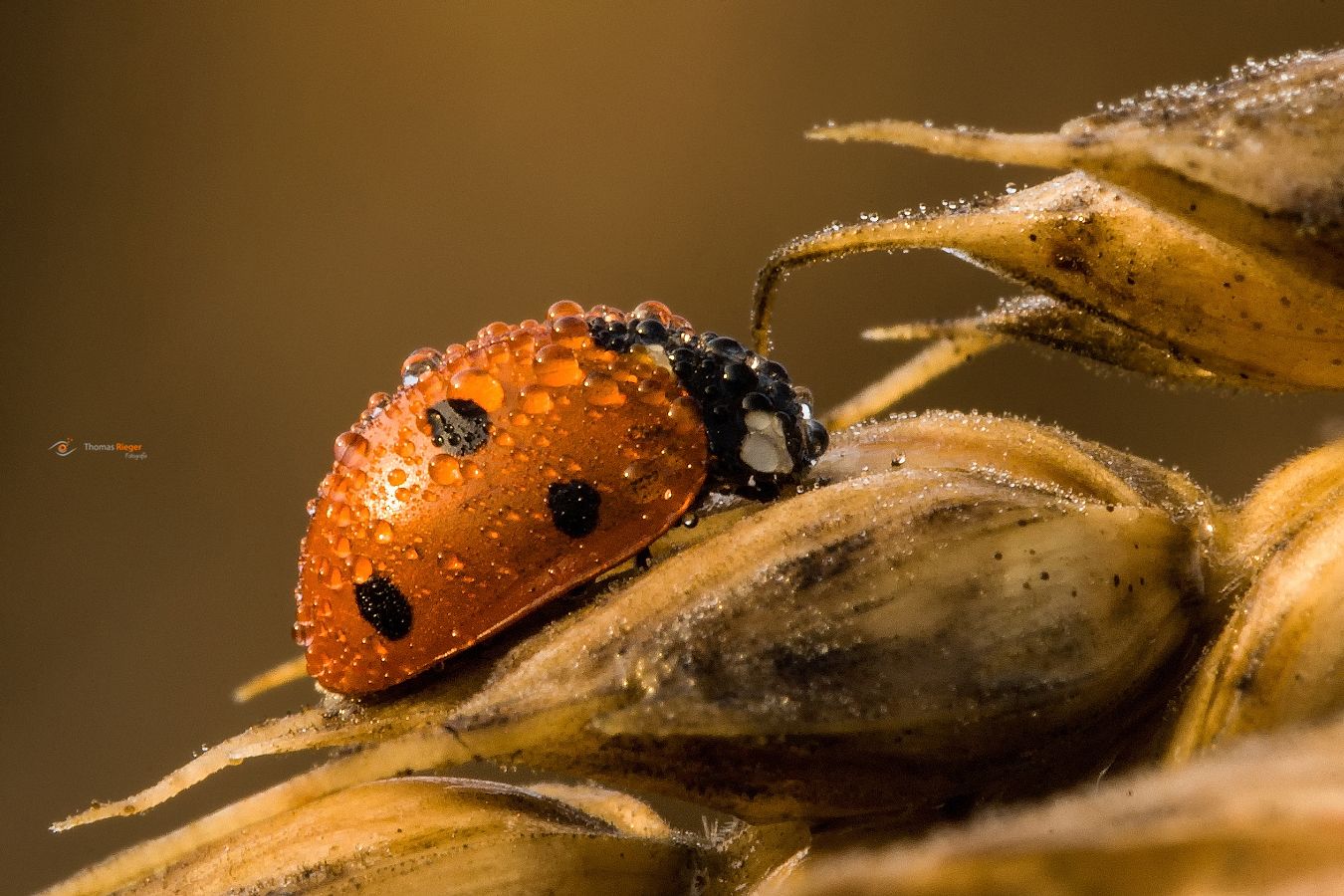 Marienkäfer im Morgentau