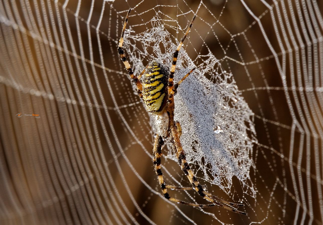 Wespenspinne (Argiope bruennichi)
