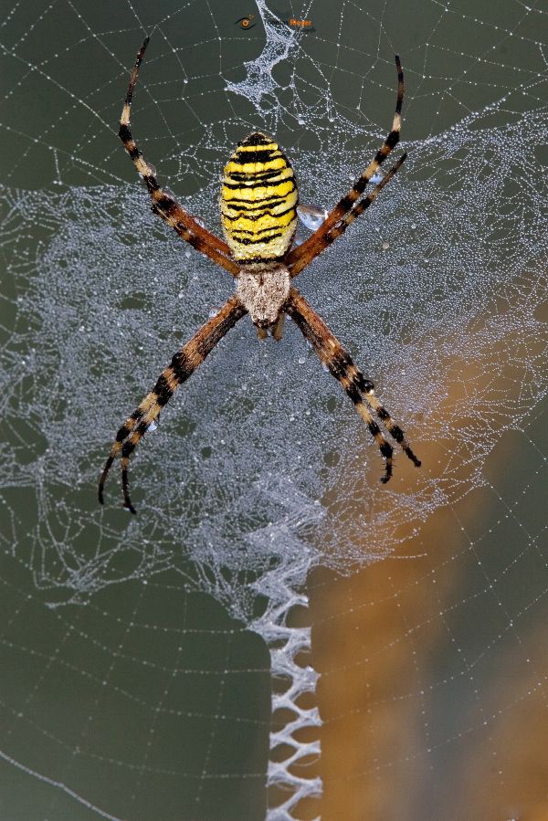 Wespenspinne (Argiope bruennichi)