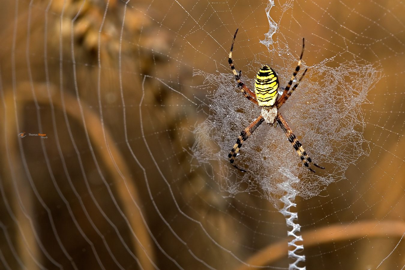 Wespenspinne (Argiope bruennichi)