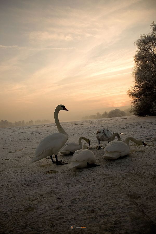 Schwäne auf einem eingefrorenen Fluss