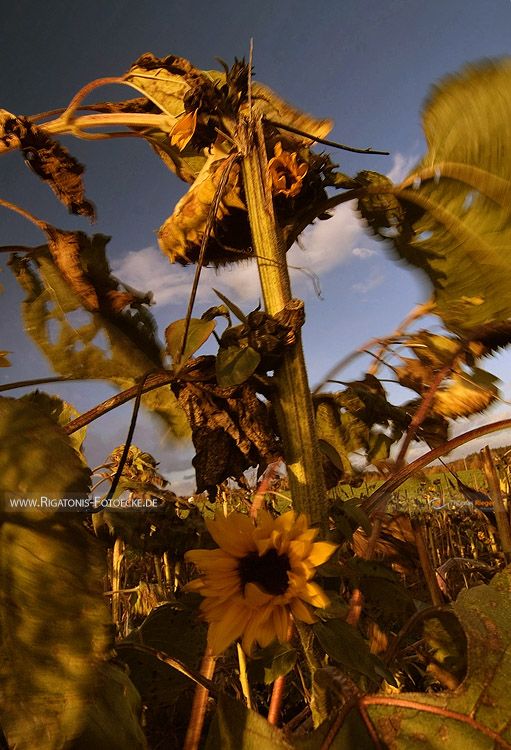 Sonnenblumen (21_MG_7932)