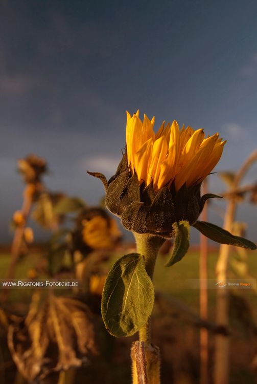 Sonnenblumen (21_MG_7949)