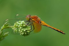 jungtier Gefleckte Heidelibelle (Sympetrum flaveolum)