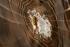 Wespenspinne (Argiope bruennichi)