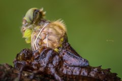 Metamorphose einer glänzenden Smaraglibelle (Somatchlora metallica)