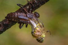 Metamorphose einer glänzenden Smaraglibelle (Somatchlora metallica)