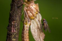 Metamorphose einer glänzenden Smaraglibelle (Somatchlora metallica)