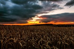 Sonnenuntergang über Kornfeld