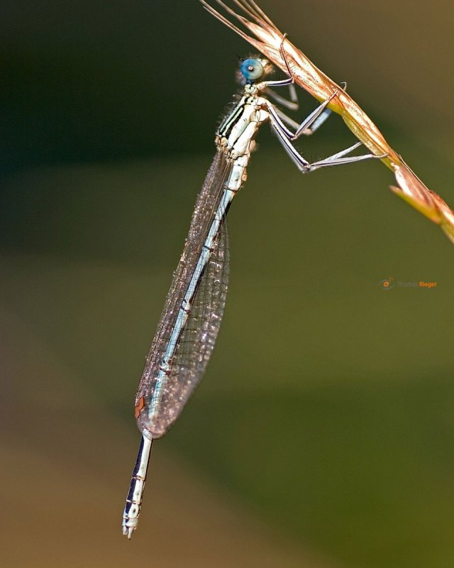 Blaue Federlibelle  Platycnemis pennipes