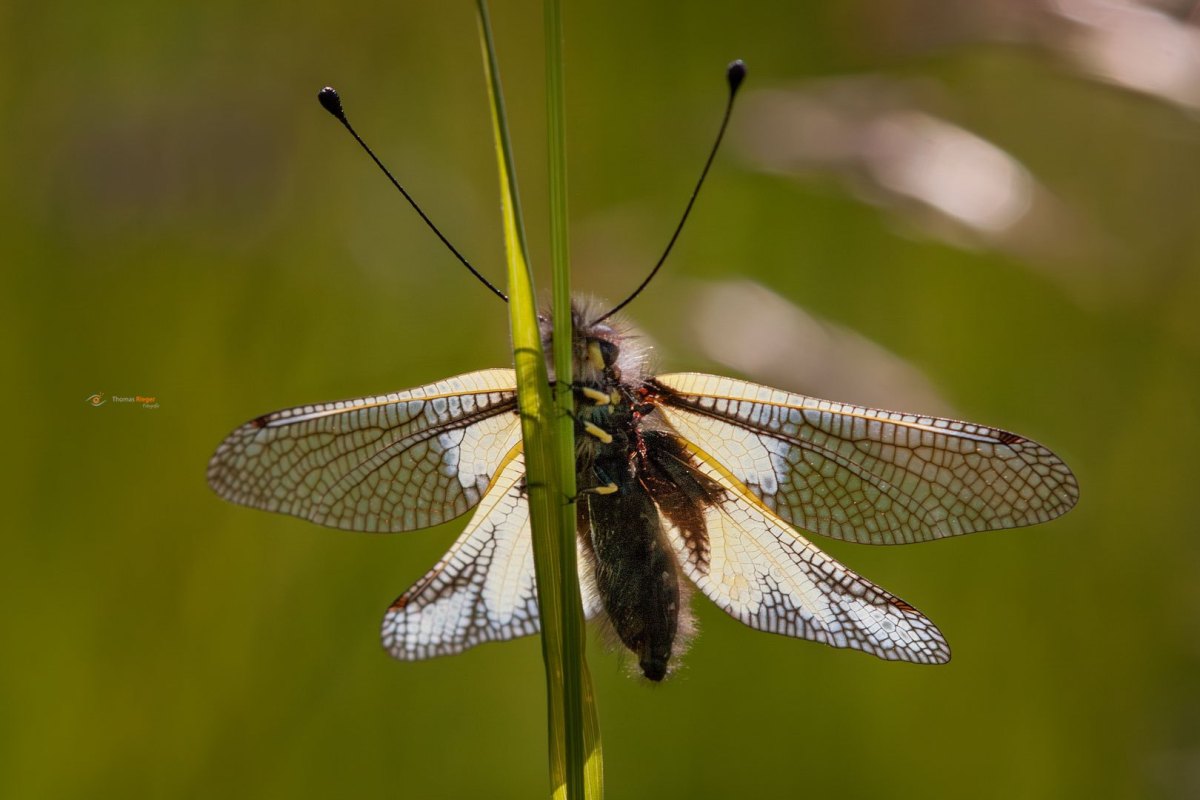LibellenSchmetterlingshaft Libelloides coccajus