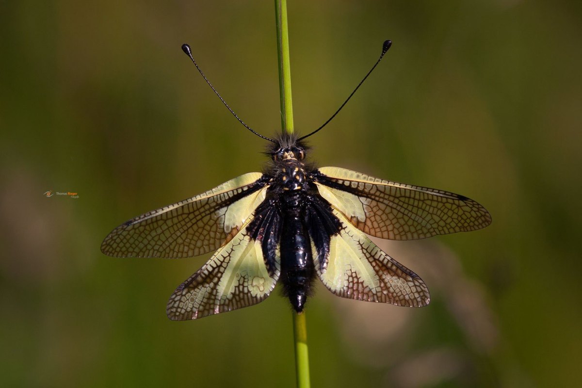 LibellenSchmetterlingshaft Libelloides coccajus