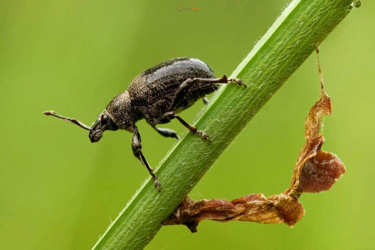 Käfer unbekannt