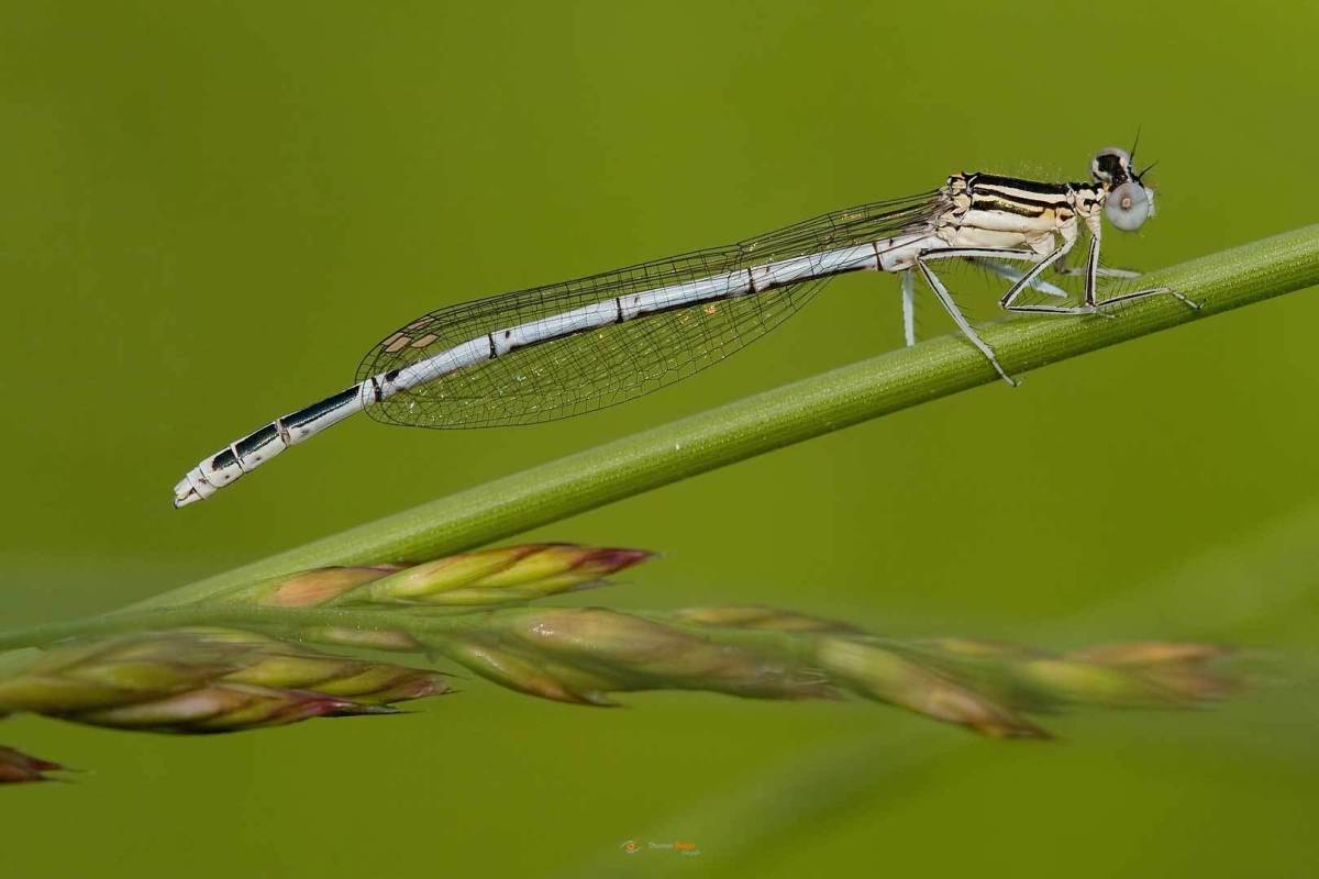 weiße Federlibelle Platycnemis latipes