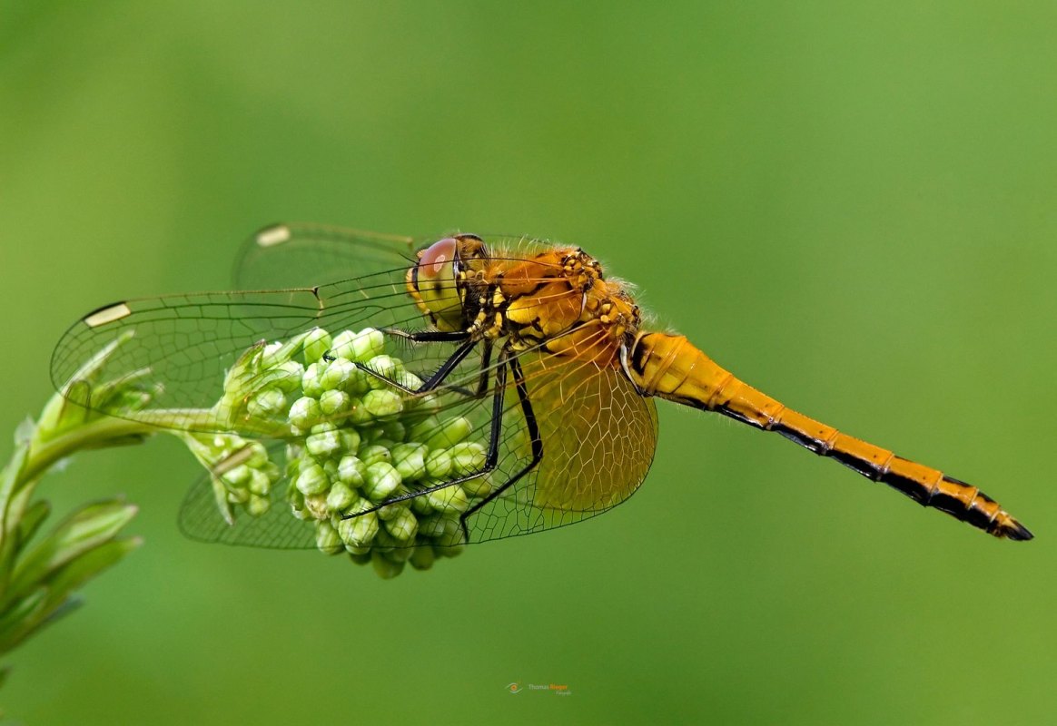 jungtier Gefleckte Heidelibelle Sympetrum flaveolum