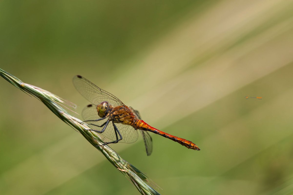 Blutrote Heidelibelle Sympetrum sanguineum