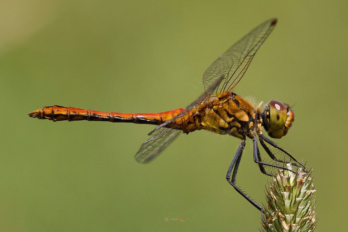 ein noch junges männchen der Blutroten Heidelibelle Sympetrum sanguineum