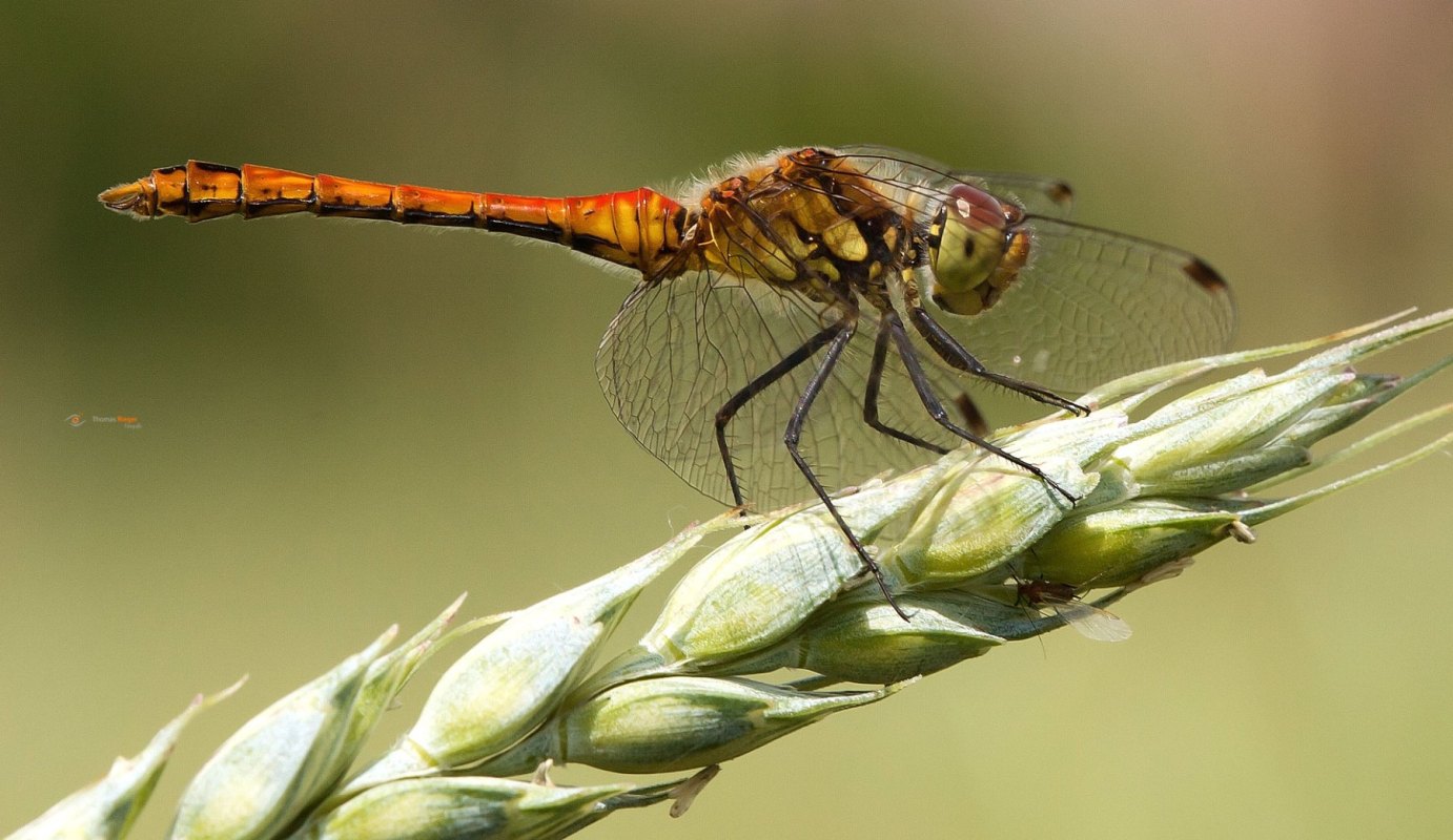ein noch junges männchen der Blutroten Heidelibelle Sympetrum sanguineum