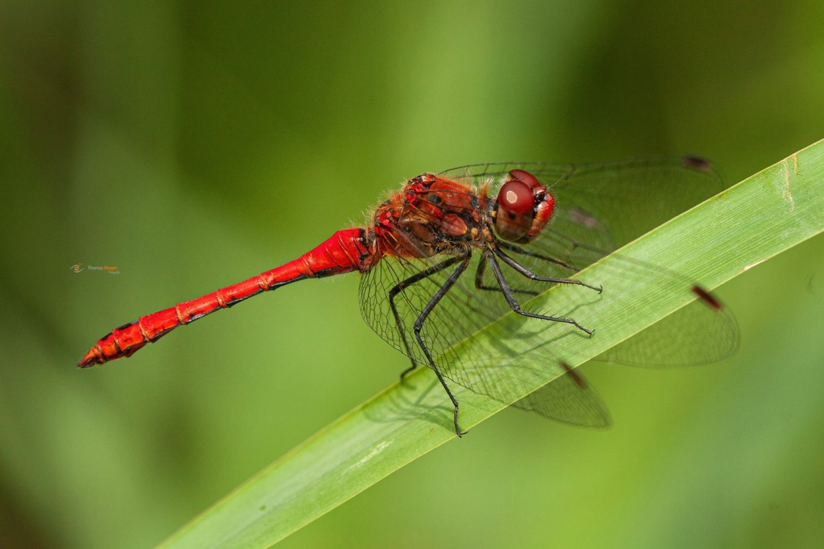 blutrote Heidelibelle Sympetrum sanguineum