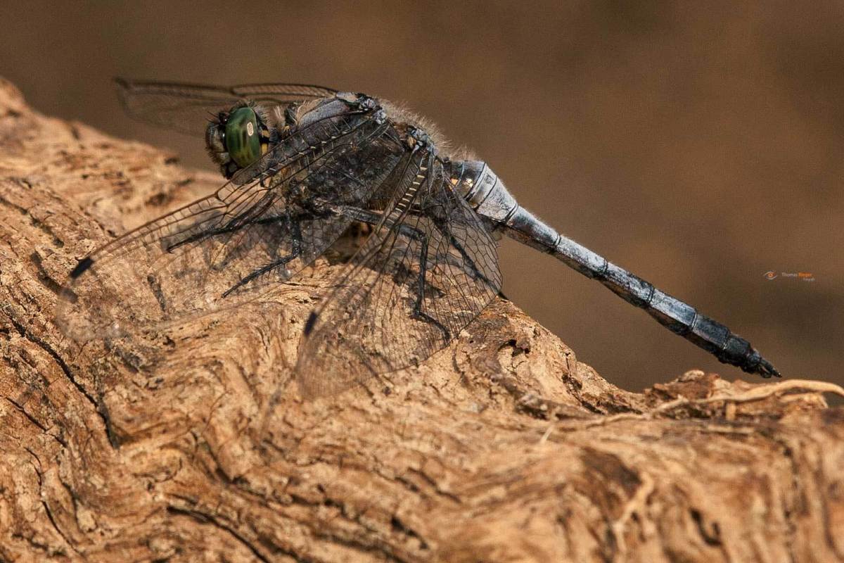kleiner Blaupfeil Orthetrum coerulescens