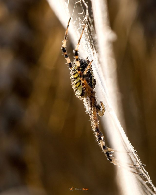 Wespenspinne Argiope bruennichi am frühen Morgen
