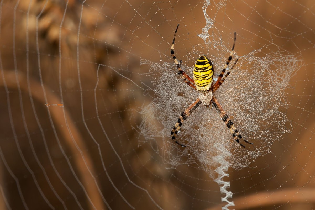 Wespenspinne Argiope bruennichi