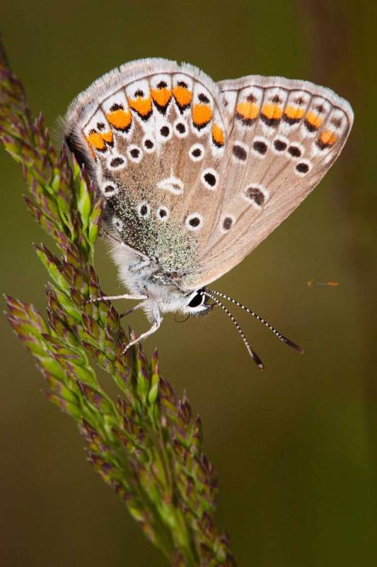 Dunkelbrauner Bläuling Aricia agestis