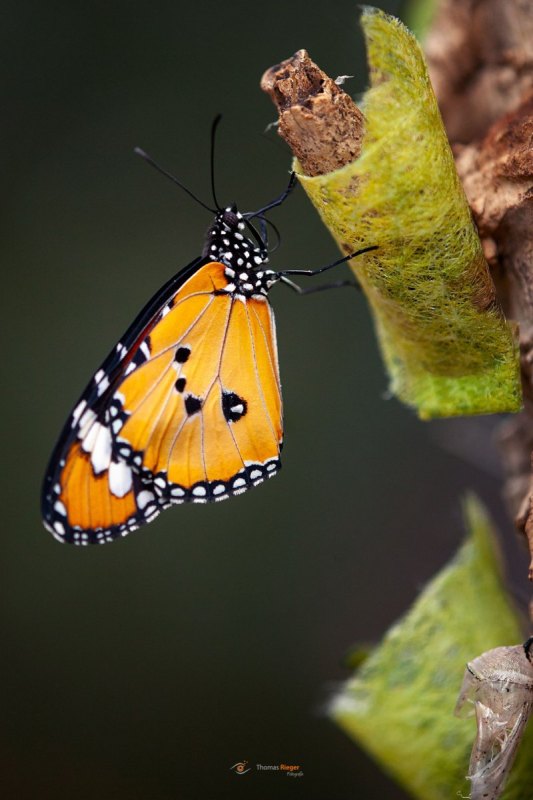 kleiner Monarch Danaus genutia Celebes