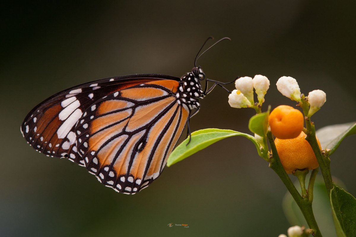 kleiner Monarch Danaus genutia Celebes