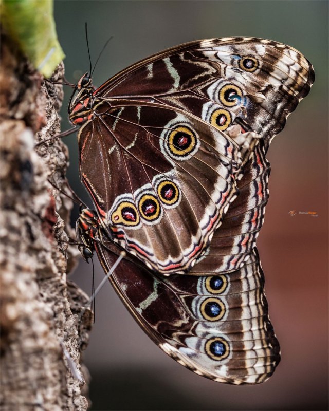 Blaue Morphofalter oder Himmelsfalter  Morpho peleides