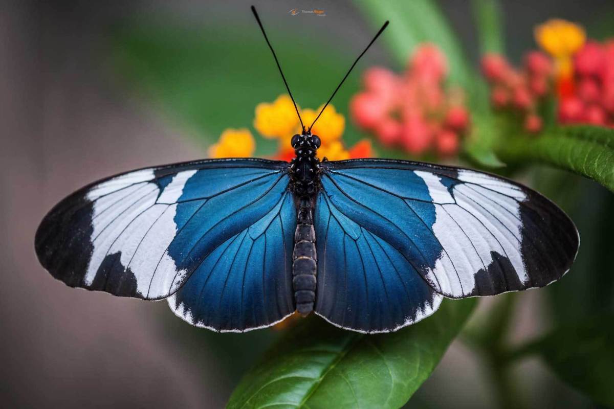 Tagfalter Heliconius sara