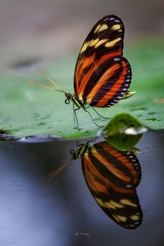 TigerPassionsfalter Heliconius ismenius