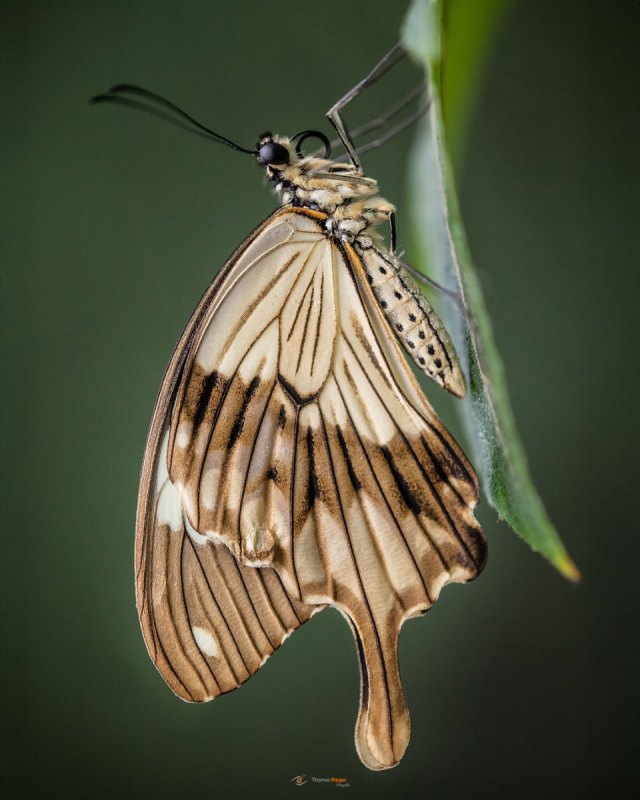 ScheinSchwalbenschwanz Papilio dardanus