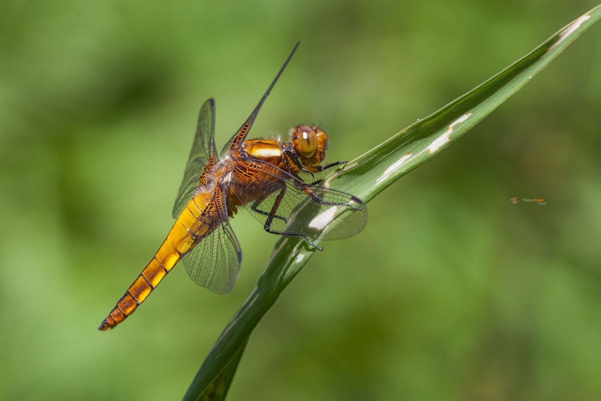 junges Weibchen der Plattbauch Libelle Libellula depressa