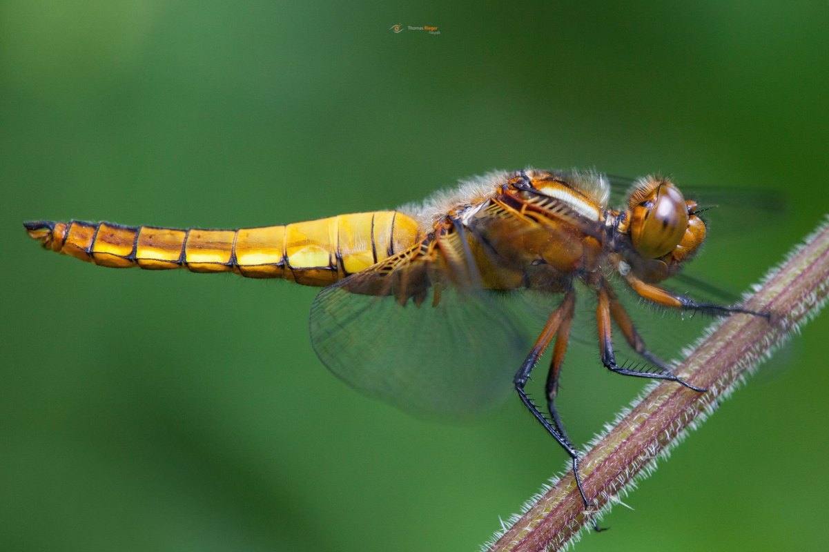 junges Weibchen der Plattbauch Libelle Libellula depressa