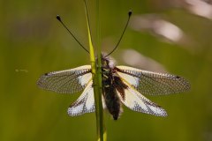 Libellen-Schmetterlingshaft (Libelloides coccajus)