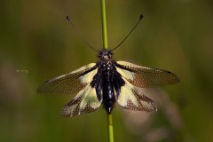 Libellen-Schmetterlingshaft (Libelloides coccajus)